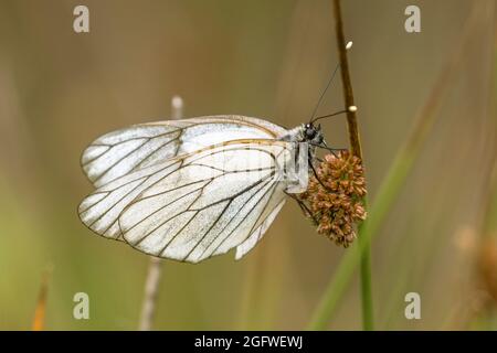 Bianco nero-velato (Aporia crataegi), siede su una corsa, Germania, Baviera, Schoenramer Filz Foto Stock