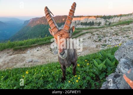 Stambecco alpino (Capra ibex, Capra ibex ibex), foraging alla luce della sera, Svizzera, Vaud, Creux du Van Foto Stock