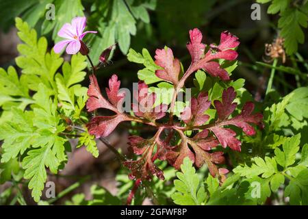 Herb Robert, Red Robin, la morte arriva rapidamente, Robert Geranium (Geranium robertianum, Robertiella robertiana), colore di piatto cambia foglia, Germania Foto Stock