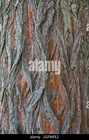 Pioppo nero, balsamo di Galaad, nero pioppi neri americani (Populus nigra), corteccia, Germania Foto Stock