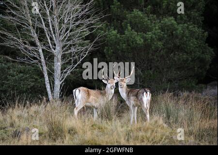 Cervo (Dama dama, Cervus dama), due stags in bosco, Regno Unito, Scozia, Perthshire, Strath Tummel Foto Stock