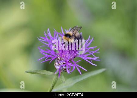 Ape bumble piccolo giardino (Bombus hortorum, Megabombus hortorum), su fiore a maglia, Germania, Baviera Foto Stock