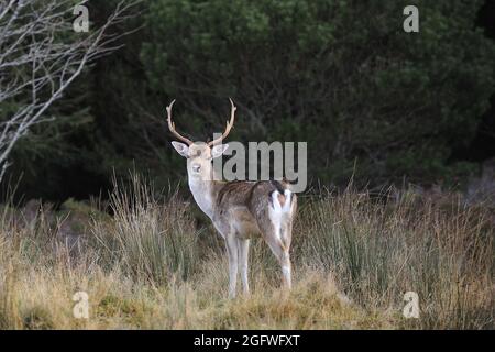 Cervi di fava (Dama dama, Cervus dama), Stag in Woodland, Regno Unito, Scozia, Perthshire, Strath Tummel Foto Stock