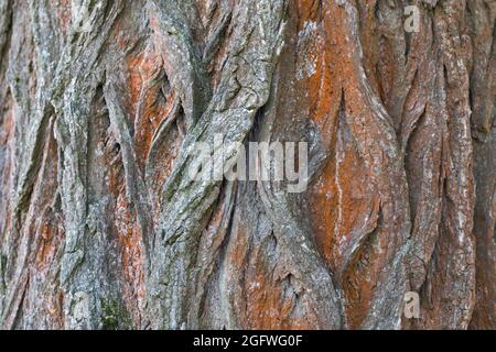 Pioppo nero, balsamo di Galaad, nero pioppi neri americani (Populus nigra), corteccia, Germania Foto Stock