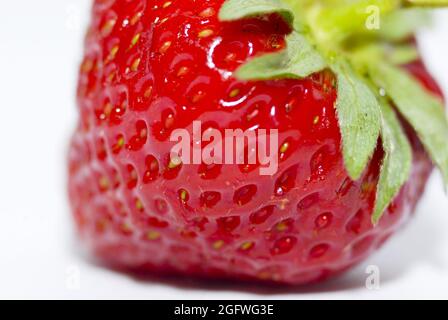 Fragola ibrida, fragola da giardino (Fragaria x ananassa, Fragaria ananassa), fragola matura, ritaglio, Germania Foto Stock