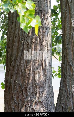 Pioppo nero, balsamo di Galaad, nero pioppi neri americani (Populus nigra), corteccia, Germania Foto Stock