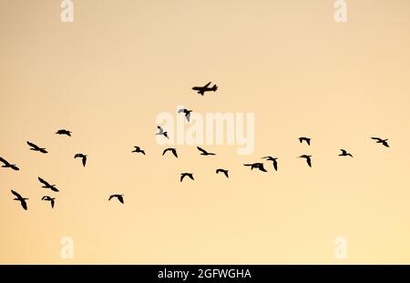 Silhouetted branco volante di uccelli marini con aeroplano sullo sfondo su chiaro cielo arancione mattina. Foto Stock