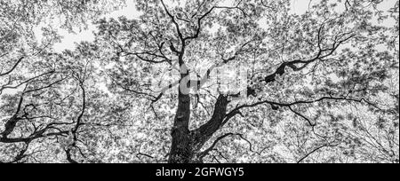 Oliveto, foto d'arte in bianco e nero. Sfondo naturale bianco e nero astratto. Natura artistica basso punto di vista Foto Stock