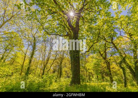 Guardando in su alle cime verdi degli alberi. Concetto di natura rilassante, alberi fogliame mattina luce del sole, raggi solari. Verde foresta luminosa con cielo blu sorprendente Foto Stock