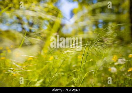 Fresco primavera erba sfondo verde. Bel primo piano ecologia paesaggio naturale con prato. Sfondo astratto erba. Natura artistica prato closeu Foto Stock