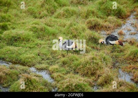 Un paio di gru a corona nera (Balearia Pavonina) nel Parco Nazionale di Arusha, Tanzania, Africa Foto Stock