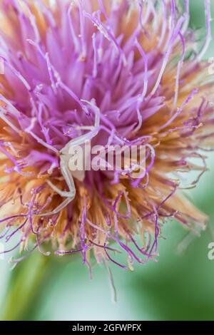 Ragno di granchio bianco umpato, Thomisus onustu, sul Maltese Rock-Centaury fiore Cheirolophus crassifolius Foto Stock