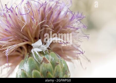 Ragno di granchio bianco umpato, Thomisus onustu, sul Maltese Rock-Centaury fiore Cheirolophus crassifolius Foto Stock