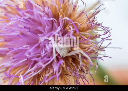 Ragno di granchio bianco umpato, Thomisus onustu, sul Maltese Rock-Centaury fiore Cheirolophus crassifolius Foto Stock