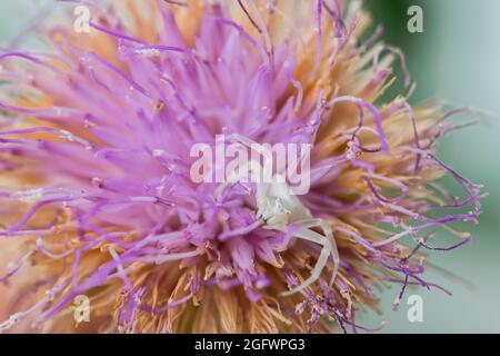 Ragno di granchio bianco umpato, Thomisus onustu, sul Maltese Rock-Centaury fiore Cheirolophus crassifolius Foto Stock