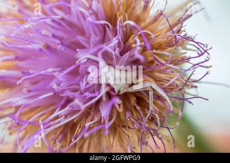 Ragno di granchio bianco umpato, Thomisus onustu, sul Maltese Rock-Centaury fiore Cheirolophus crassifolius Foto Stock