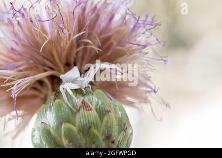 Ragno di granchio bianco umpato, Thomisus onustu, sul Maltese Rock-Centaury fiore Cheirolophus crassifolius Foto Stock