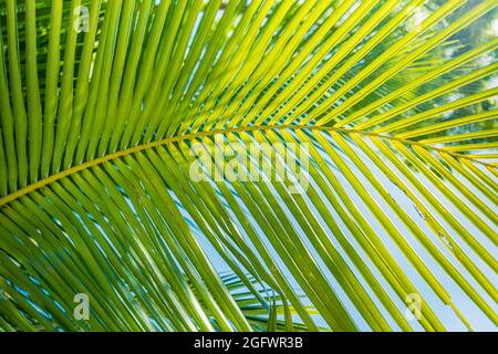 Sfondo foglia di palma. Natura tropicale texture, botanica brillante, modello naturale. Primo piano, verde fresco lussureggiante fogliame. Macro natura esotica Foto Stock
