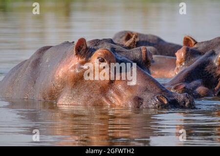 Ippopotamo (Ippopotamo anfibio), gruppo in lago. Zambesi inferiore, Zambia, Africa Foto Stock