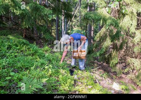 Donna anziana che raccoglie i funghi nella foresta Foto Stock