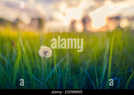 Verde prato estivo con dandelioni al tramonto. Sfondo naturale, paesaggio tranquillo e luminoso campo, primo piano dettagli floreali. Piante naturali idilliache Foto Stock