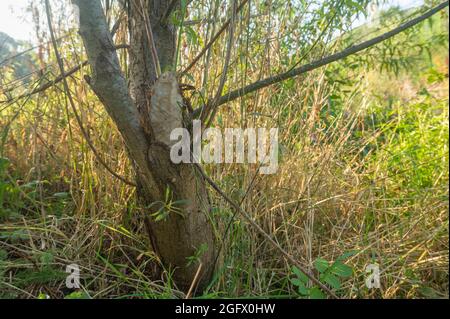 Albero di Willow gnawed da castoro europeo, fibra di Castor, Foto Stock