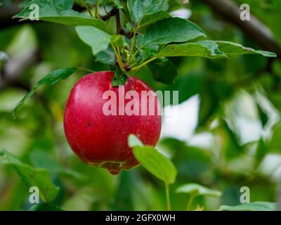 Primo piano per grandi mele rosse gustose in frutteto con un gran numero di mele rosse e succose. Polonia. Europa Foto Stock