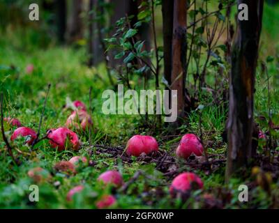 Un frutteto con un gran numero di grandi mele rosse e succose. . Polonia. Europa Foto Stock