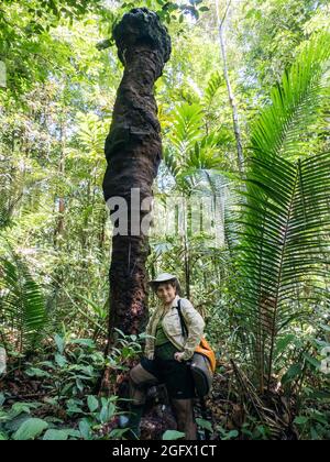 Donna caucasica accanto ad un enorme termite nella foresta amazzonica. Amazzonia, Brasile, Sud America. Foto Stock