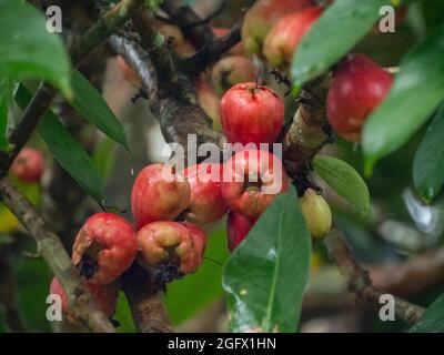 Pumarosa - syzygium samarangense è una specie di piante da fiore oggi ampiamente coltivate nei tropici. Nomi comuni - cera mela, Java mela, Semarang Foto Stock