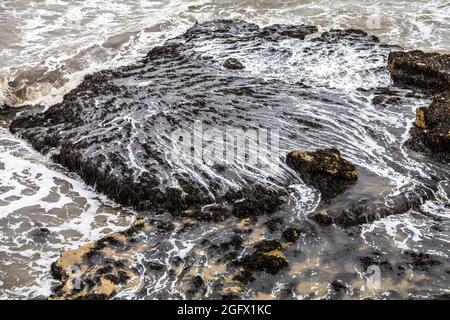 Primo piano delle rocce ricoperte di alghe e muschi a Hartlepool, Inghilterra, Regno Unito. Acqua che forma affluenti tra le alghe Foto Stock