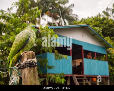 Paumari, Perù - Nov 29, 2018: Pappagallo verde piccolo e casa di legno blu in un piccolo villaggio nella giungla amazzonica, Sud America. Bacino del fiume Yavarii tri Foto Stock