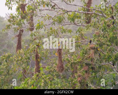 Oropendola nidi nella giungla amazzonica, Brasile, Amazzonia, America Latina. Psarocolius montezuma Foto Stock