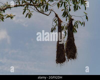 Oropendola nidi nella giungla amazzonica, Brasile, Amazzonia, America Latina. Psarocolius montezuma Foto Stock