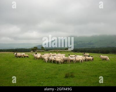 Un gregge di pecore in un campo a Sligo, in Irlanda. Foto Stock
