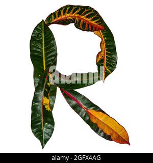 Lettera 'R' disegnata da foglie di croston colorate isolate su sfondo bianco Foto Stock
