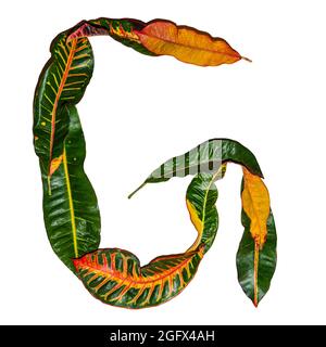 Lettera 'G' disegnata da foglie di croston colorate isolate su sfondo bianco Foto Stock