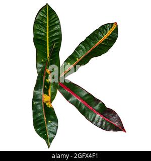 Lettera 'K' disegnata da foglie di croston colorate isolate su sfondo bianco Foto Stock