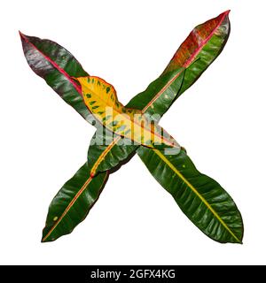 La lettera 'X' disegnata da foglie di croston colorate isolate su sfondo bianco Foto Stock