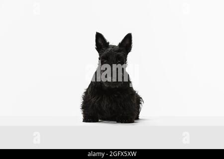 Ritratto di divertente nero Scotch terrier isolato su sfondo bianco studio. Concetto di movimento, azione, stile di vita attivo, vita animale, cura Foto Stock
