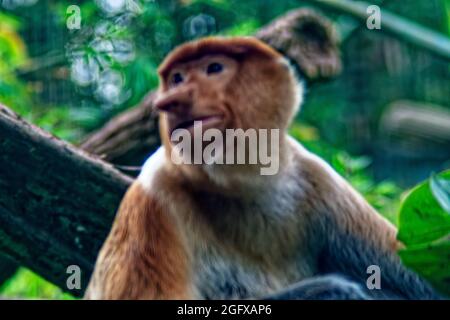 Proboscis Monkey, Zoo di Singapore Foto Stock
