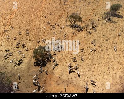 Vista aerea delle mucche da osservare in un campo, paesaggio brasiliano Foto Stock