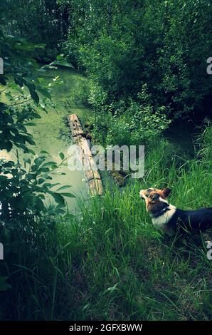 Nel profondo del lago boschivo circondato da alberi, tronchi galleggianti, luce misteriosa, cane guardando il lago Foto Stock