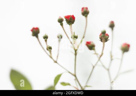 Piccola rosa rossa in estate gsrden, primo piano Foto Stock