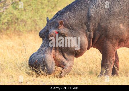 Ippopotamo (Ippopotamo anfibio), mangiare sulla terra. Okavango Delta, Botswana, Africa Foto Stock