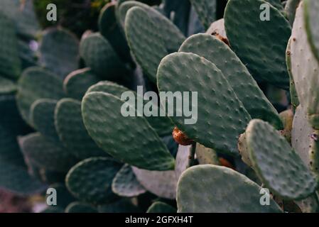 Fico indiano opuntia cactus. Prickly Par cactus. Foto Stock
