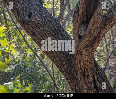 Un Western Screech Owl (Megascops kennicottii) si trova nell'angolo di un albero morto, Franklin Canyon, Beverly Hills, CA. Foto Stock