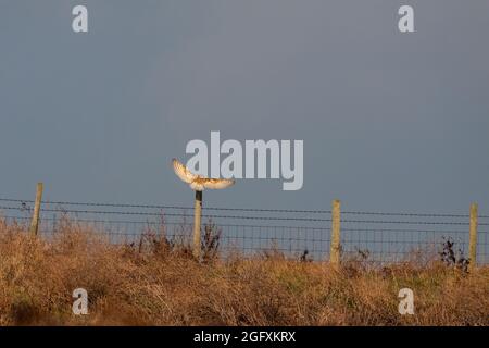 Barn Owl atterra su un palo di recinzione a Elmley Marshes nel pomeriggio d'inverno Foto Stock