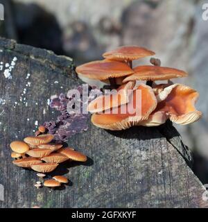 Gambo di velluto funghi Flammulina velutipes) che cresce su un vecchio ceppo di albero Foto Stock