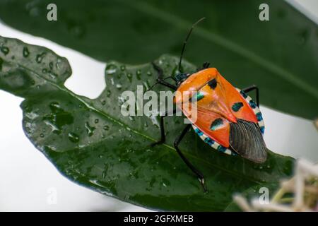 Una bella Hitler Bug su una foglia verde in un parco a Mumbai, India Foto Stock